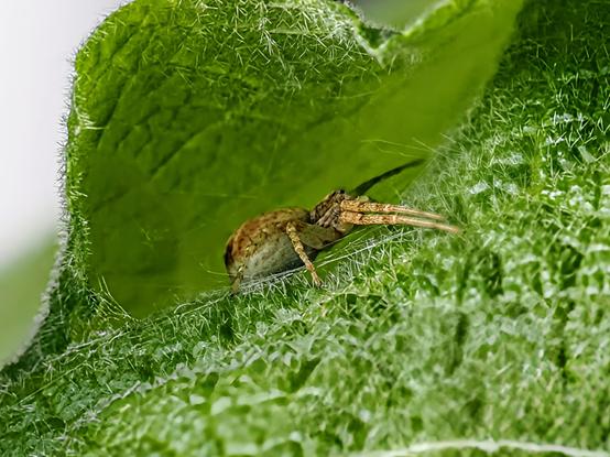 Die selbe Spinne in ihrem Unterschlupf zwischen zwei Stockrosenblättern von der Seite geknipst.