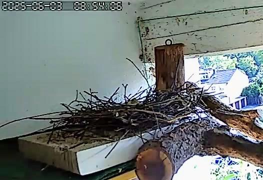 Das zeitweise verlassene Nest der Ringeltauben. Auf dem Foto kaum zu erkennen sind die zwei gerade geschlüpften Jungtiere.