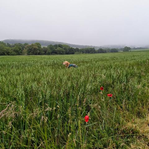 Ein Labrador in einer Wiese, im Vordergrund zwei rote Mohnblumen