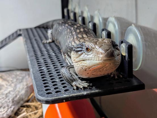 Photo of an Eastern Blue Tongue Skink from the front.
