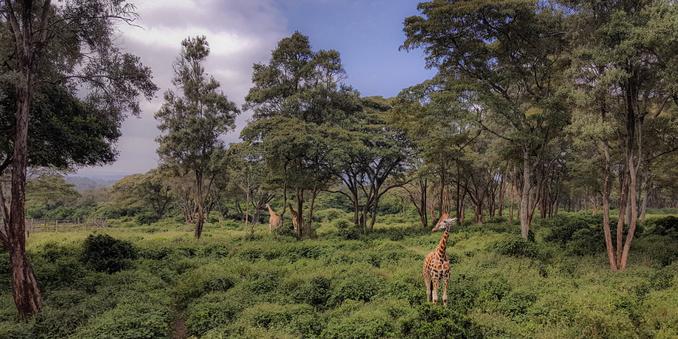 Des arbres, au milieu des girafes.