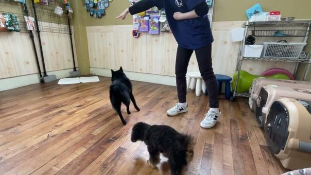 スキッパーキの”オセルくん”と”他犬とマット”に挑戦！