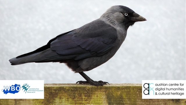 Eine Dohle (ein schwarzer Vogel mit grauem Nacken und hellem Auge) sitzt auf einem Holzbalken. Im Hintergrund ist ein unscharfer, grauer Himmel zu sehen. In der unteren linken Ecke befinden sich die Logos des 'Wörterbuchs der bairischen Mundarten in Österreich (WBÖ)' und des 'Lexikalischen Informationssystems Österreich (LIÖ)', in der unteren rechten Ecke das Logo des 'Austrian Centre for Digital Humanities and Cultural Heritage (ACDH-CH)'.
