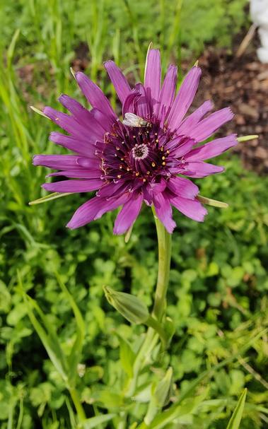A salsify flower. It is purple with many slender petals and eight thin bracts. The stamen have black filamen with a yellow anther while the pistil is purple. A fly rests on the flower.