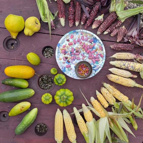 A table with all my harvest: Locally adapted beans, sweet corn and cucurbits