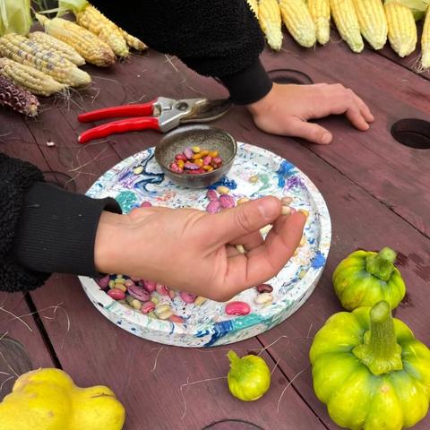 My hand holding cucumber seeds