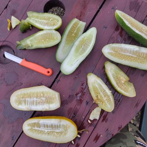 Open cucumbers, ready to be seeded
