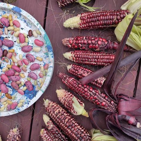 Red sweet corn