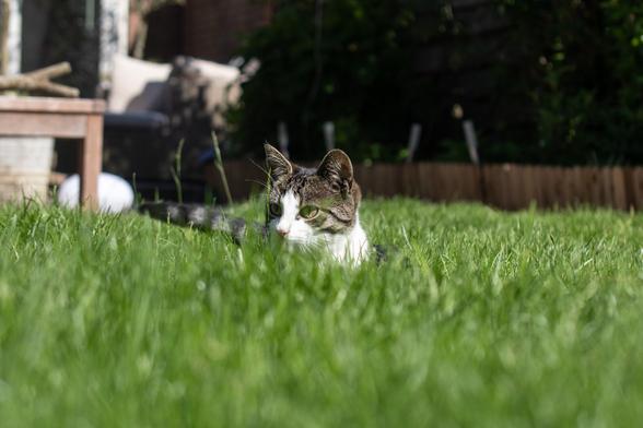 Jonge kat met cyperse grijze vlekken op witte vacht zit allert en een beetje verdekt in hoog gras in een tuin. Alleen kop, nek en staart zijn zichtbaar.