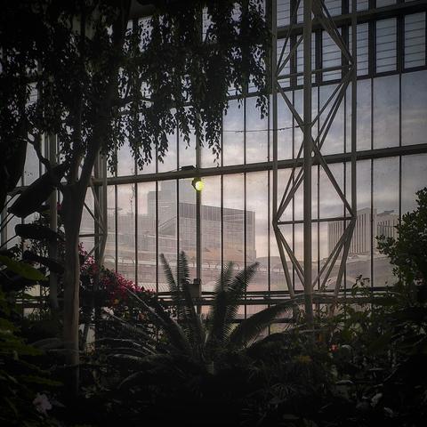 Photo showing the inside of a conservatory with the sihouette of metal-framed windows and exotic plants, with a distant view of brutalist buildings in the evening light of the background.