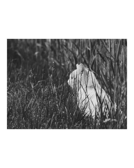 A white cat sits quietly in a field of tall grass and wild grain, partially hidden among the blades. The black and white photo emphasizes the texture of the fur and the surrounding vegetation, giving the scene a timeless, contemplative feel. The cat gazes intently into the distance, suggesting stillness and alertness.