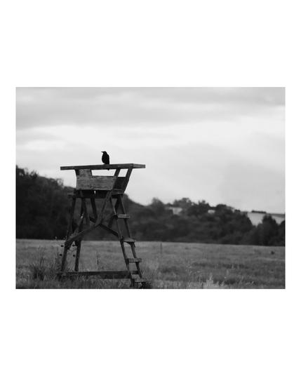 A lone crow perches on top of a weathered wooden hunting stand in an open field. The black and white image emphasizes the stark contrast between the dark silhouette of the bird and the soft, cloudy sky. In the distance, gentle hills and trees fade into a hazy backdrop, evoking a quiet, solitary mood.