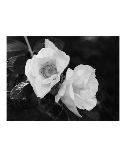 A close-up black and white photograph of two delicate rose blossoms in full bloom, their soft petals gently unfolding. The flowers are set against dark, textured leaves and a blurred background, creating a striking contrast that highlights the intricate details of the petals and central stamens. The mood is tender and timeless.