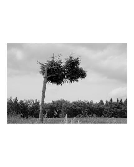 Black and white photo of a uniquely shaped tree with two clumps of foliage, standing in a field under a cloudy sky.
