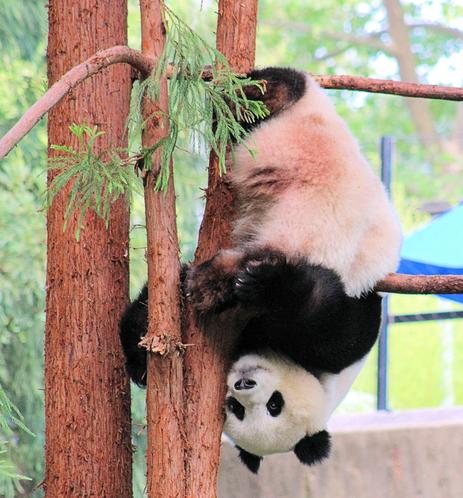 Giant panda Qing Bao is hanging upside down in a tree like a bat.