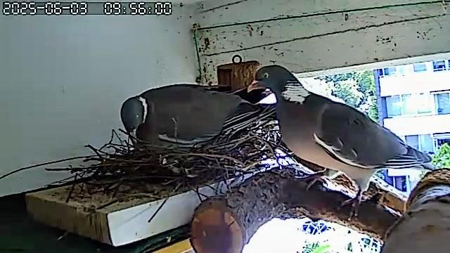 Ringeltaubennest. Die Taube sitzt auf dem Nest. Rechts von ihr wartet der Täuberich darauf, dass sie ihm Platz macht. Die Taube will nicht.