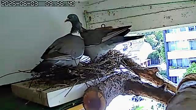 Der Täuberich drängt die Taube vom Nest herunter. Sie ist immer noch nicht gewillt, ihm den Platz bei den zwei Küken zu überlassen.