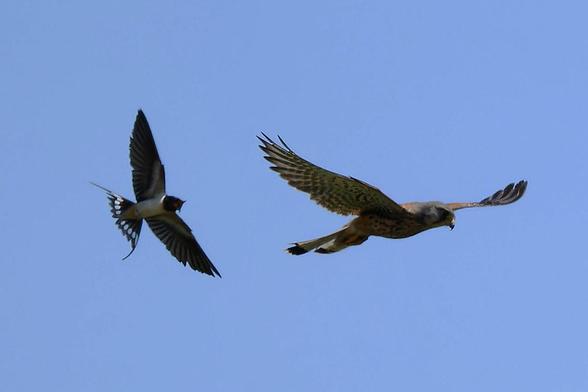 Oreneta "ataca" un petit rapinyaire (xoriguer) per a fer-lo fora de la zona.