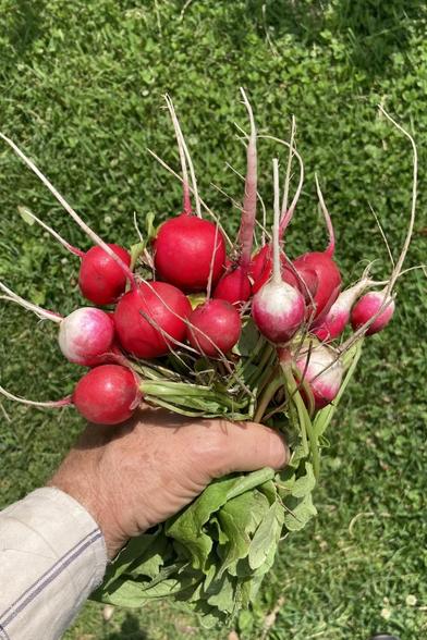 A handful of radishes gripped by the green leaves with the red radishes pointing upward like a bouquet.  Some of the radishes are as large as ping pong balls.