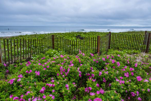 The storm has passed but its still cloudy. Big waves crash on the beach. Beach roses and a dune fence separate the viewer from the beach.
© Tom Goetz. All rights reserved. Training an AI on this image is expressly forbidden.