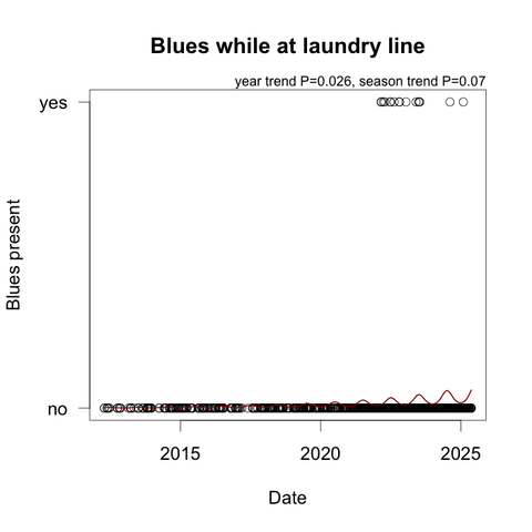 A graph showing the increasing numbers of NZ blue butterflies seen while I'm hanging out or bringing in our laundry. The fitted line on the graph wiggles up and down with the seasons (more in the summer). The line spans 2012–2025.