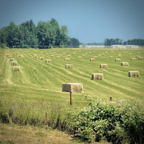 A vast field of scattered, rectangular hay bales with green trees in the distance rests under a clear afternoon sky.
