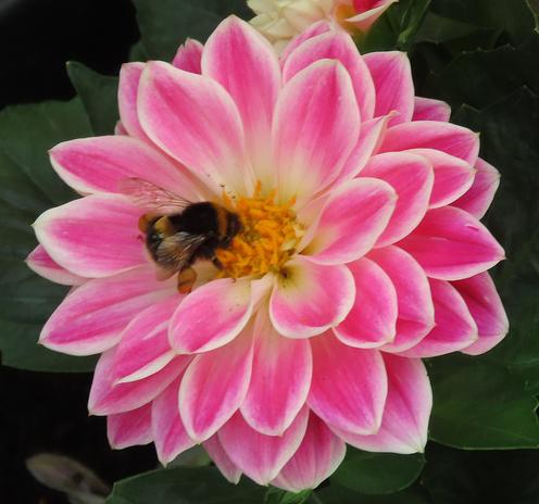 A bumble bee sitting in the centre of a multi-petaled dahlia in bright pink with white edging and centres.
