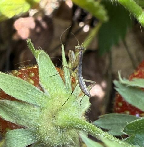 A tiny praying mantis sitting on a strawberry, which is about three times its size.