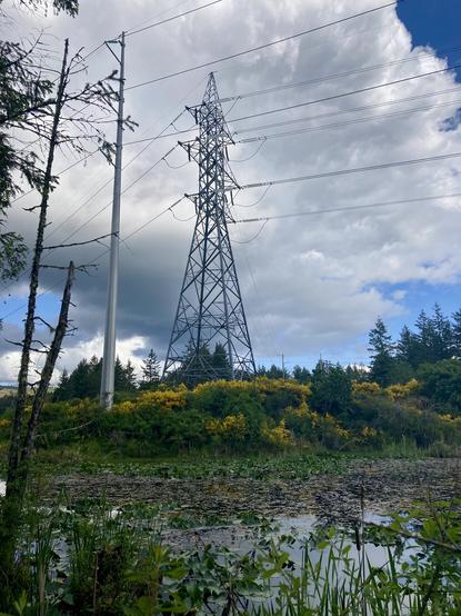Tower stands on a low bluff above a lily pad covered pond. The bluff is covered with yellow blooming broom flowers. They are destroying the landscape.