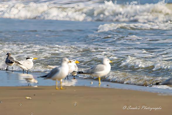 Waves and Wings

"This image captures a peaceful moment at the beach, where a group of seabirds gathers along the shore. Waves roll in the background, adding movement to the otherwise serene scene. The birds, including gulls and terns, stand in the shallow waters and on the wet sand, seemingly absorbed in their coastal surroundings. There's a quiet harmony between the natural elements—the ocean, sky, and birds—making it a beautiful seaside snapshot." - Copilot