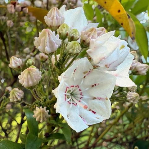 Mountain Laurel Flowers