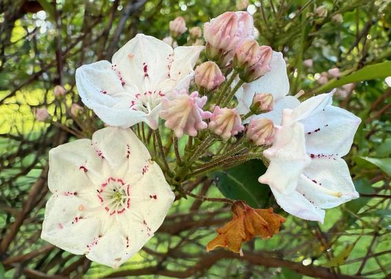 Mountain Laurel Flowers