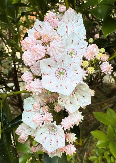 Mountain Laurel Flowers