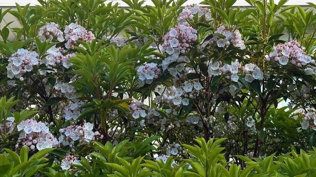 Mountain Laurel Flowers