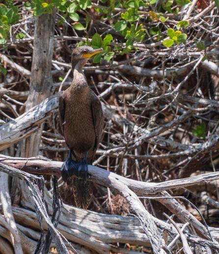 A Neotropic Cormorant, looking chuffed.