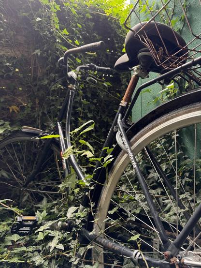 Ein Oldtimer-Fahrrad ist teilweise durch üppigen grünen Efeu verdeckt, mit sichtbaren Spinnweben am Lenker. Das Fahrrad verfügt über einen dunklen Rahmen, einen schwarzen Sattel und einen hinteren Korb, der gegen eine grüne Wand steht.