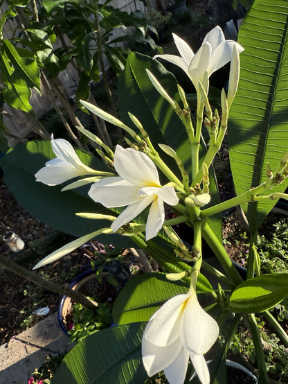 Green flower buds with two open white flowers. Each flower as a pale yellow center