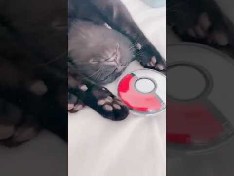 ポケモンマスターをめざす子猫　#黒猫 #ボンベイ #猫のいる暮らし #ねこ #cat #bombay #猫 #ポケモン #ポケモンgo