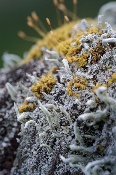 A craggy mountain-top encrusted with strange, pale blue-green growths and orange-brown vegetation with tall seed-heads - only it's lichen and moss on top of a wooden gate post.