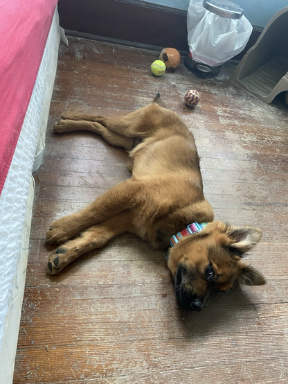 a puppy flopped on the floor exhausted