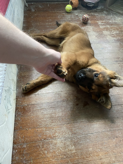 a puppy shaking paw