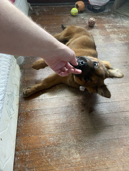 a puppy chewing a finger