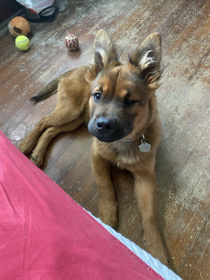 a very alert puppy who doesn’t need a nap nope not him