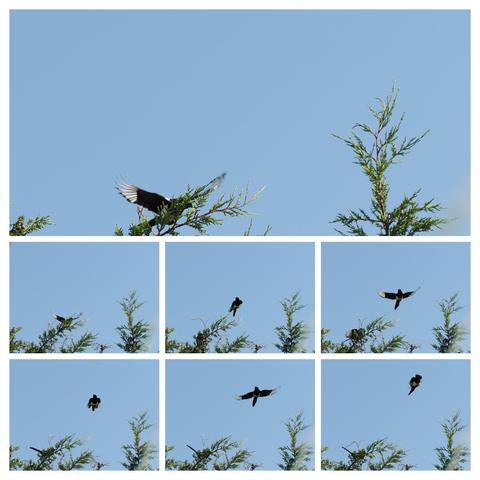 Eine Collage aus 7 Fotos.
Eine Elster startet aus der Spitze der Thuja und man sieht sie in den folgenden Fotos jeweils mit ausgebreiteten und angelegten Flügeln.
Sie schaut immer wieder über die Schulter zurück zu ihrem Artgenossen der sie aus irgendeinem Grund aus der Thuja vertieben hat.