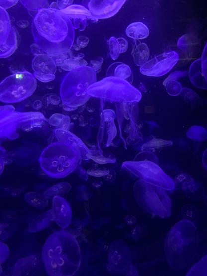 Photo de méduses : sur un fond noir ou bleu foncé, des méduses colorées en violet par la lumière de l’aquarium
