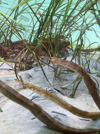Des poissons dans un aquarium : sur un lit de sable, 3 poissons fins très longs de la famille des hippocampes. Des algues vertes à l’arrière plan