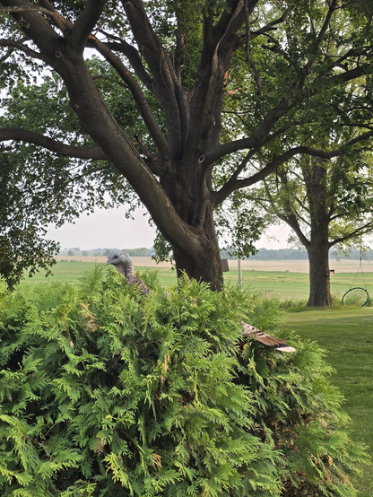 An outdoor scene with a round bush in the foreground, and 2 large trees in the back, with fields in the distance. 

A turkey hen is poking her head out of the bush. We can also see her tail feathers poking out of the side.