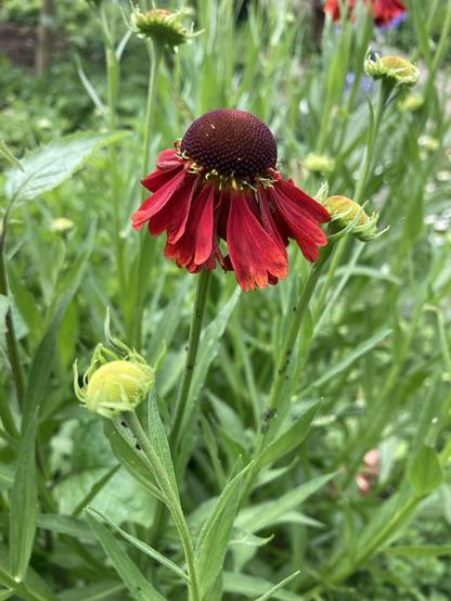 Foto einer rot blühenden Sonnenbraut (Helenium) in meinem Staudenbeet. Das Köpfchen ist smart samtig dunkelrotbraun. Im Vordergrund eine Knospe. Mehrere Knospen drum herum. Viel frisches Blattgrün.