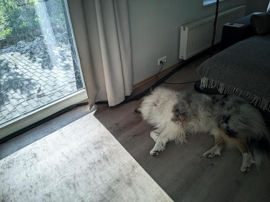 Collie sleeps on her side by a large terrace window. The low evening sun is shining bright straight through the large glass pane, however the smart fluffball has positioned herself in the shade of the wall & curtain just so that she stays in the cool