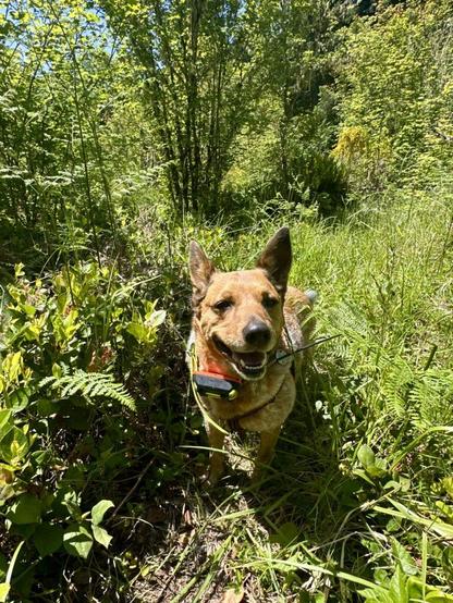 A cattle dog with a big smile stands among the vegetation at the peak of a hill and enjoys the sunshine.